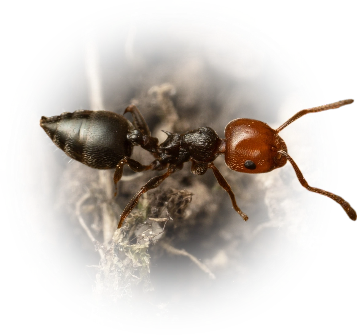 Scientific illustration of Crematogaster scutellaris (Mediterranean Acrobat Ant) - showing key identification features including head, thorax, and gaster.