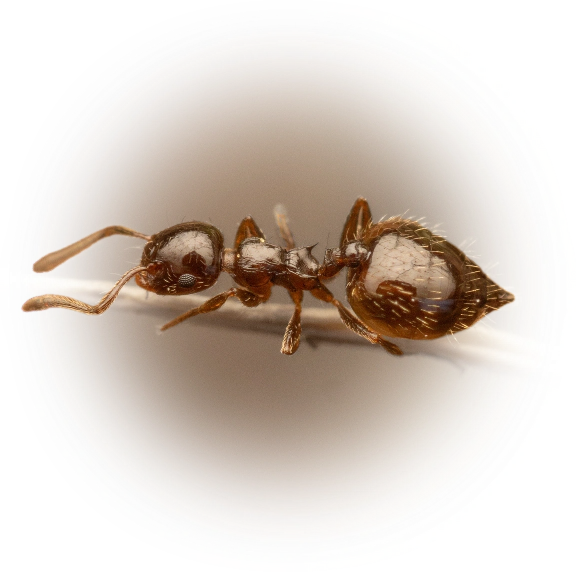 Scientific illustration of Crematogaster sordidula (Sordid Cocktail Ant) - showing key identification features including head, thorax, and gaster.
