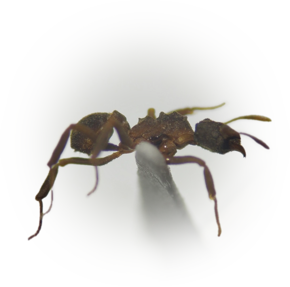 Scientific illustration of Cyphomyrmex dixus ant - showing key identification features including head, thorax, and gaster.