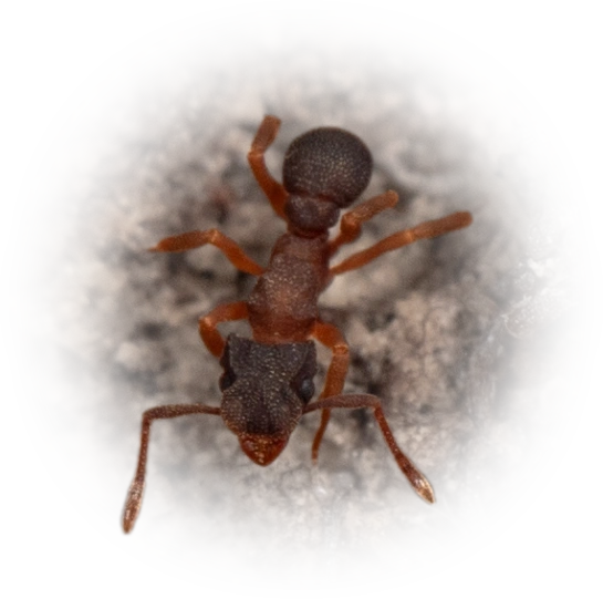 Scientific illustration of Cyphomyrmex minutus (Minute Fungus-farming Ant) - showing key identification features including head, thorax, and gaster.