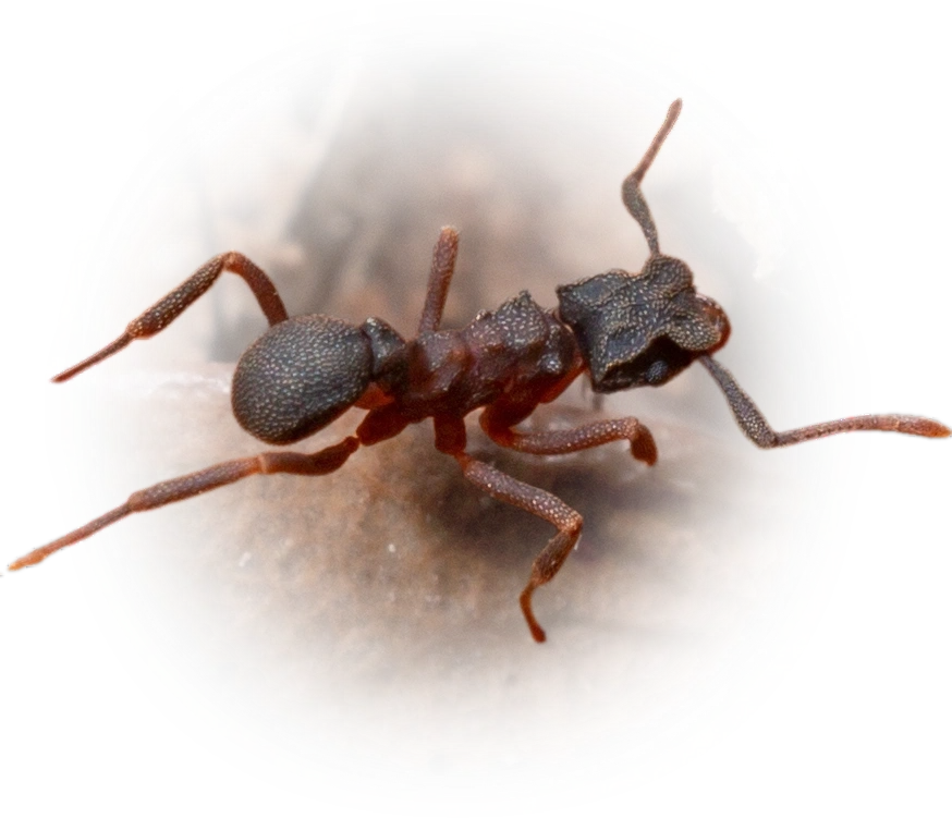 Scientific illustration of Cyphomyrmex rimosus (Rimose Fungus-farming Ant) - showing key identification features including head, thorax, and gaster.