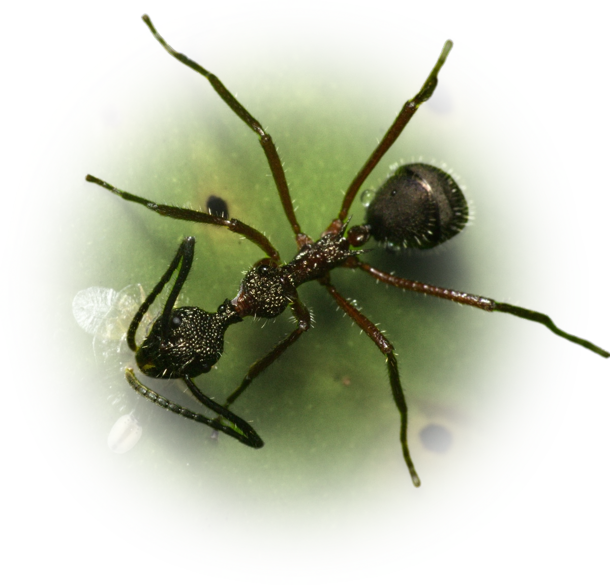 Scientific illustration of Dolichoderus attelaboides ant - showing key identification features including head, thorax, and gaster.