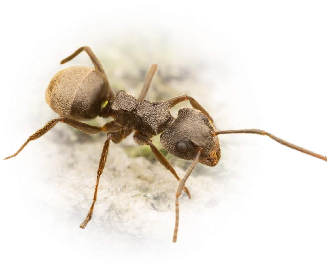Scientific illustration of Dolichoderus bispinosus ant - showing key identification features including head, thorax, and gaster.