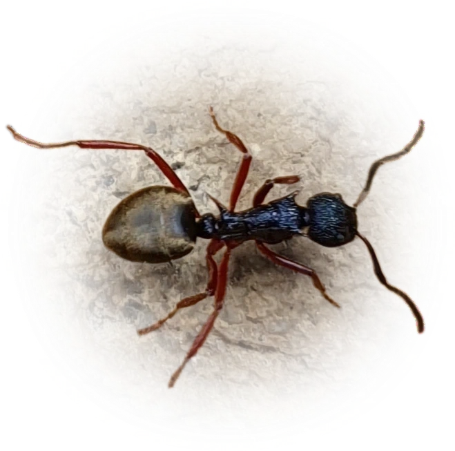 Scientific illustration of Dolichoderus doriae (Double-Spined Dolly Ant) - showing key identification features including head, thorax, and gaster.