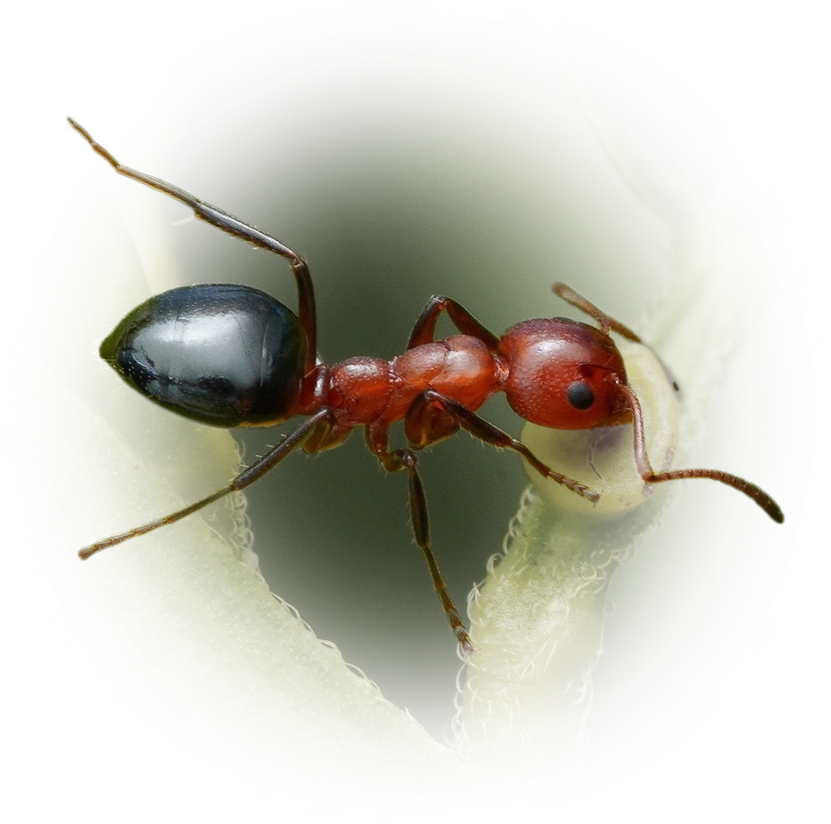 Scientific illustration of Dolichoderus mariae (Mary's Odorous Ant) - showing key identification features including head, thorax, and gaster.