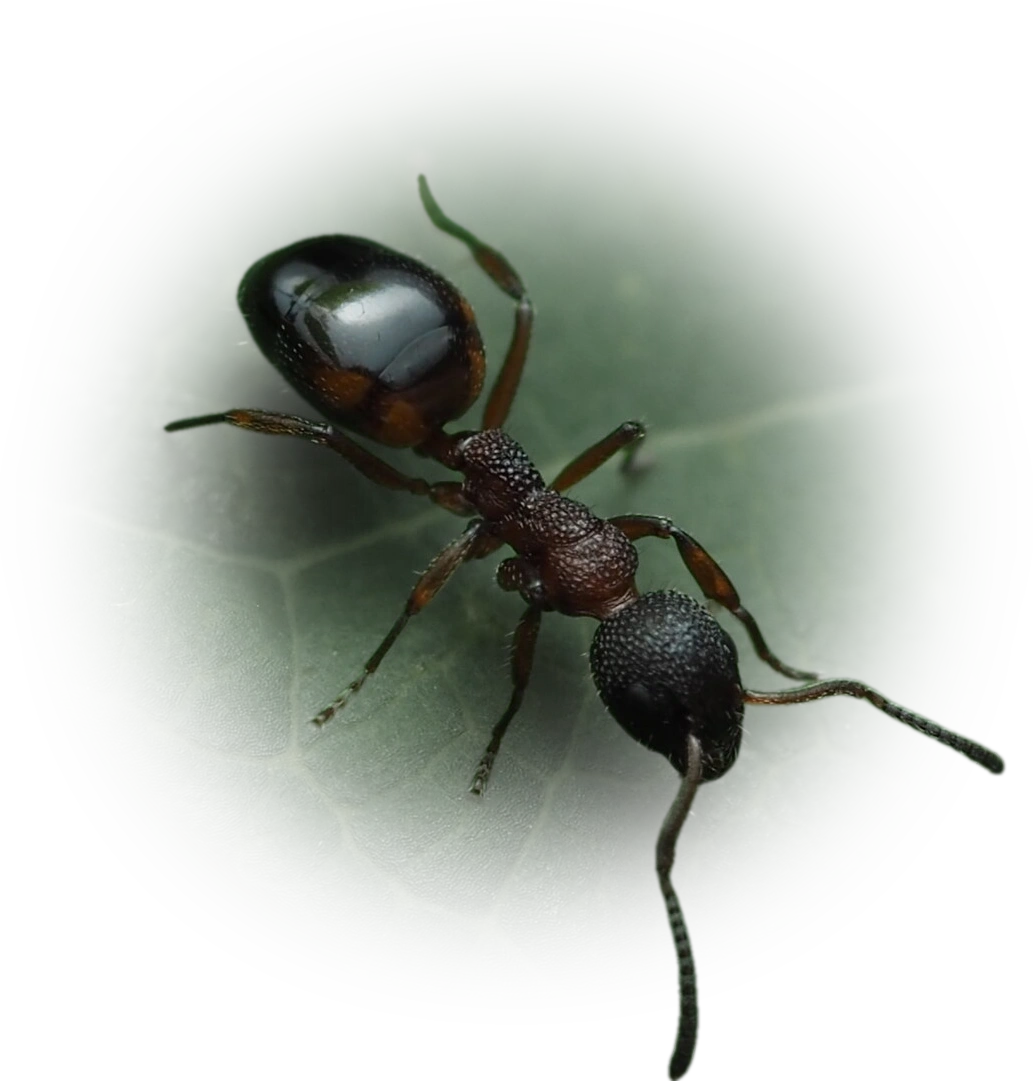 Scientific illustration of Dolichoderus plagiatus (Mottled Odorous Ant) - showing key identification features including head, thorax, and gaster.