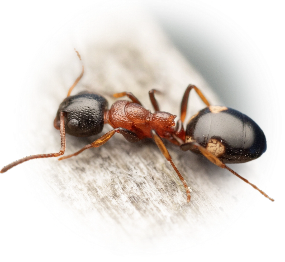 Scientific illustration of Dolichoderus quadripunctatus (Four-Spotted Odorous Ant) - showing key identification features including head, thorax, and gaster.