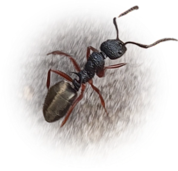 Scientific illustration of Dolichoderus scabridus ant - showing key identification features including head, thorax, and gaster.