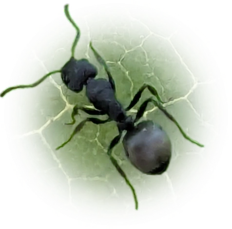 Scientific illustration of Dolichoderus scrobiculatus (Northern Sharkfinned Dolly Ant) - showing key identification features including head, thorax, and gaster.