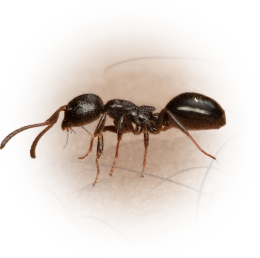 Scientific illustration of Dolichoderus taschenbergi (Taschenberg's Odorous Ant) - showing key identification features including head, thorax, and gaster.