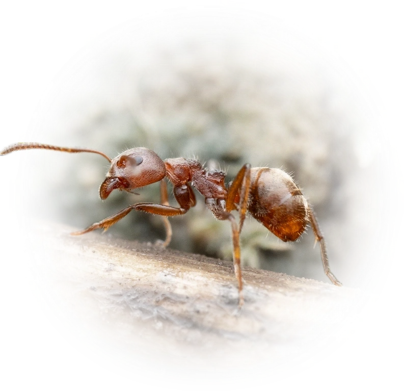 Scientific illustration of Dolichoderus thoracicus (Cocoa Black Ant) - showing key identification features including head, thorax, and gaster.