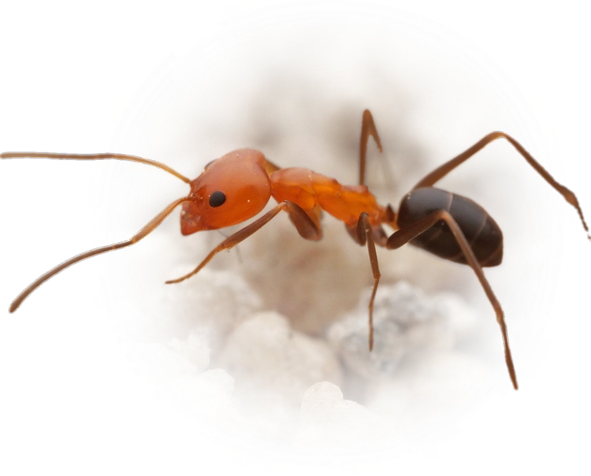 Scientific illustration of Dorymyrmex bicolor (Bicolored Pyramid Ant) - showing key identification features including head, thorax, and gaster.