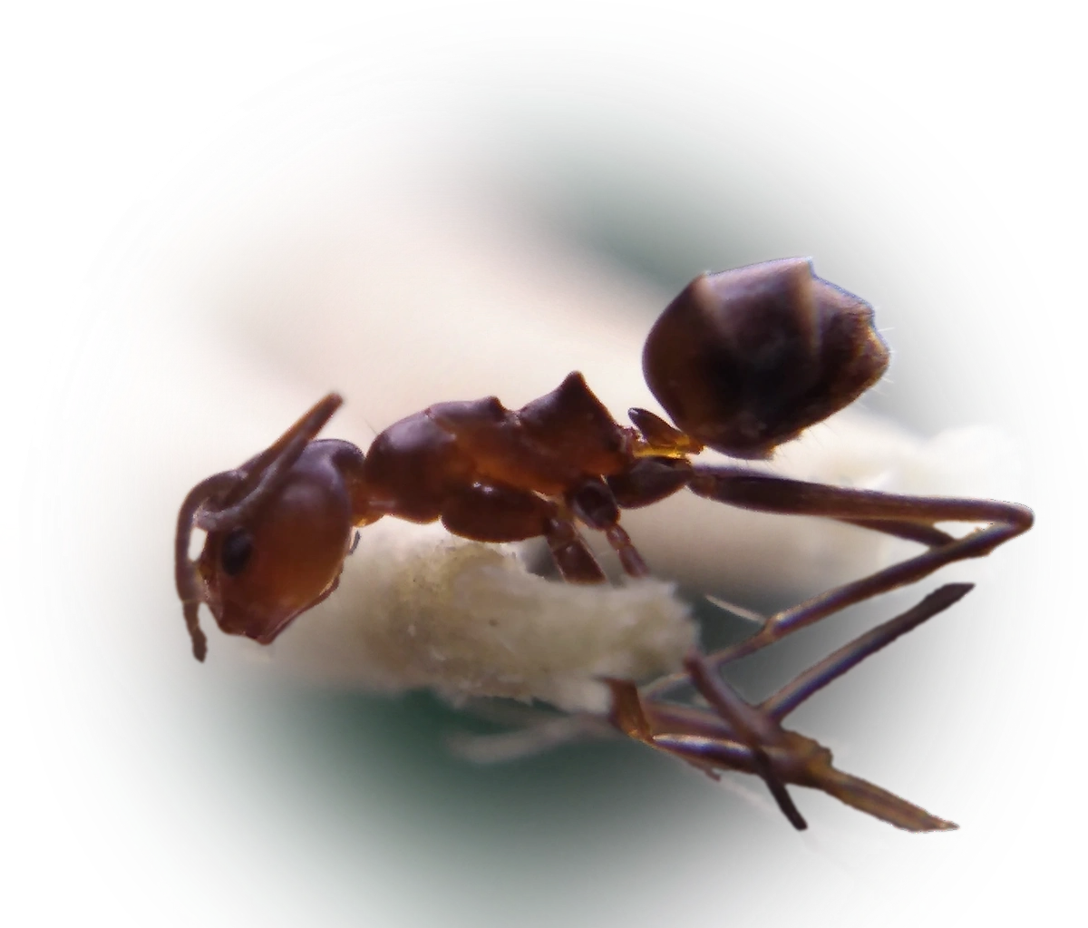 Scientific illustration of Dorymyrmex biconis ant - showing key identification features including head, thorax, and gaster.