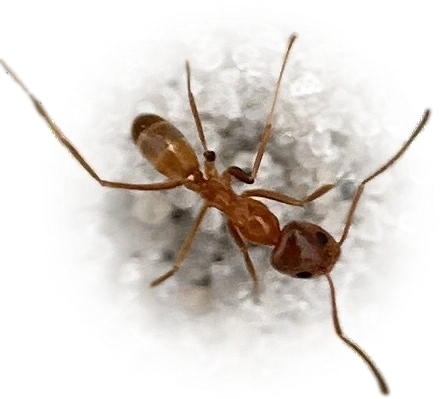 Scientific illustration of Dorymyrmex bureni (Buren's Pyramid Ant) - showing key identification features including head, thorax, and gaster.
