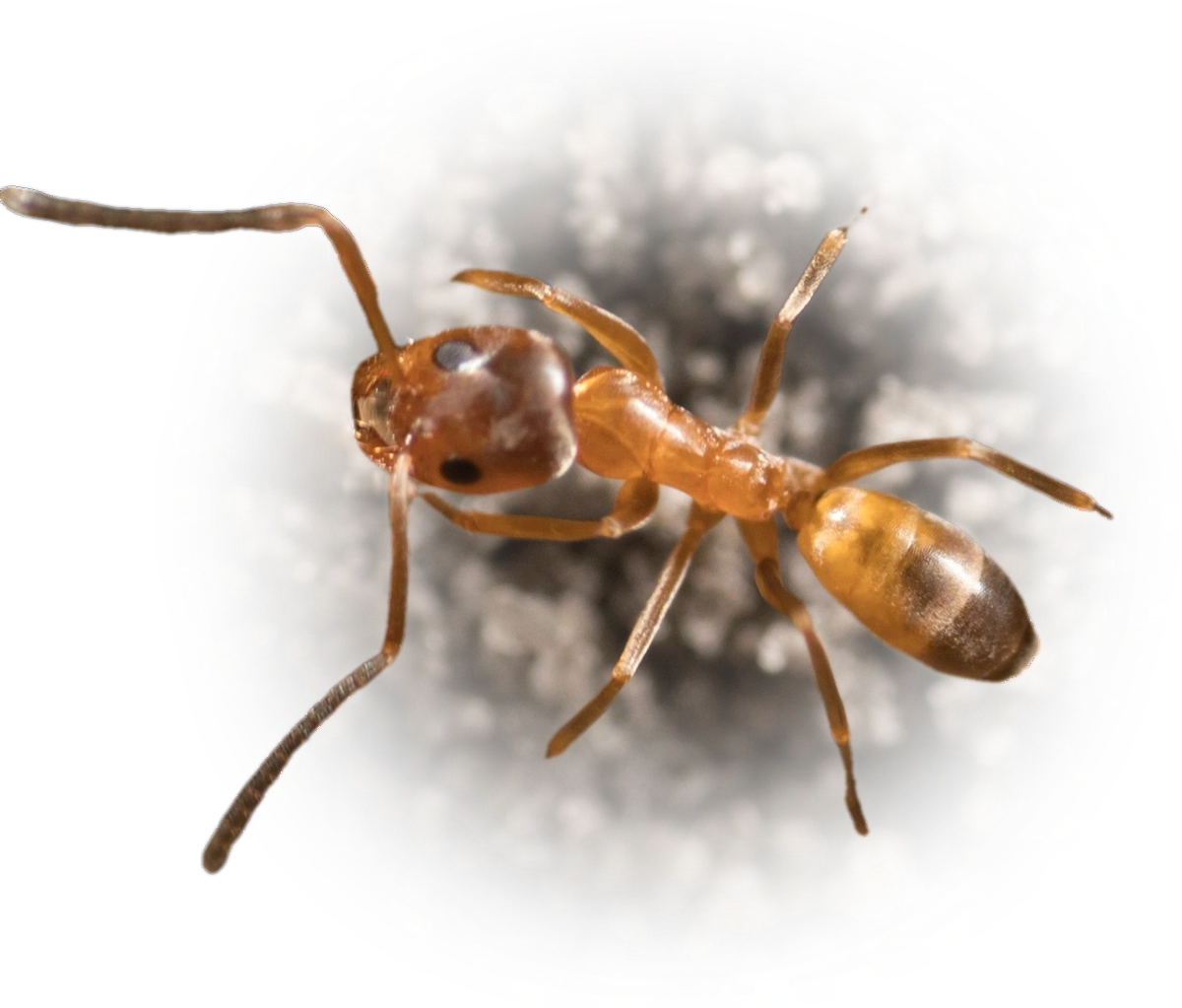 Scientific illustration of Dorymyrmex flavus (Yellow Pyramid Ant) - showing key identification features including head, thorax, and gaster.