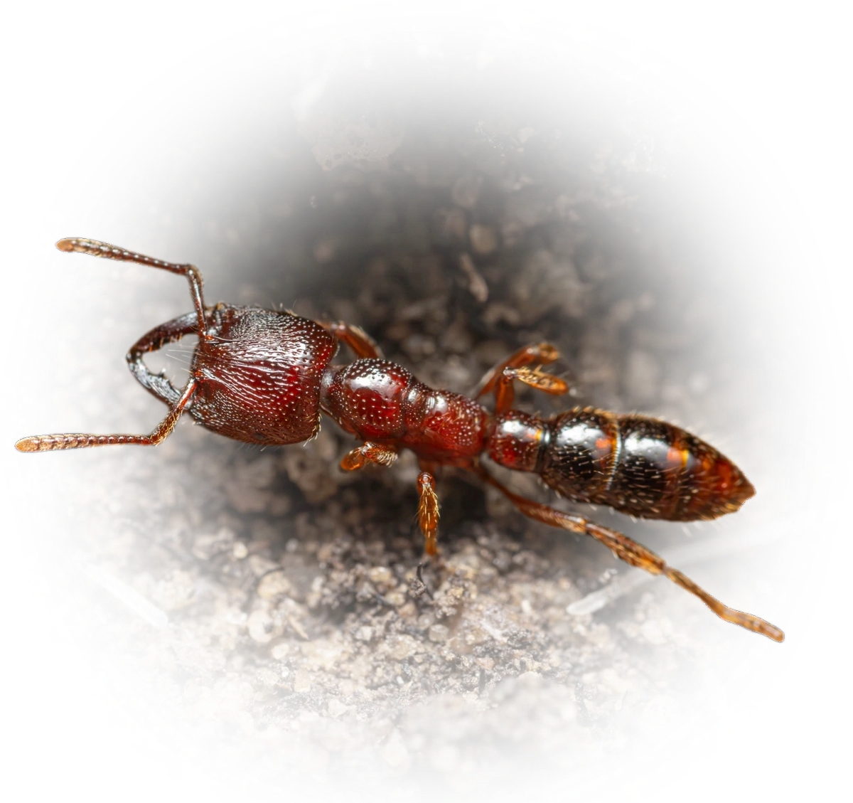 Scientific illustration of Amblyopone australis (Southern Michelin Ant) - showing key identification features including head, thorax, and gaster.