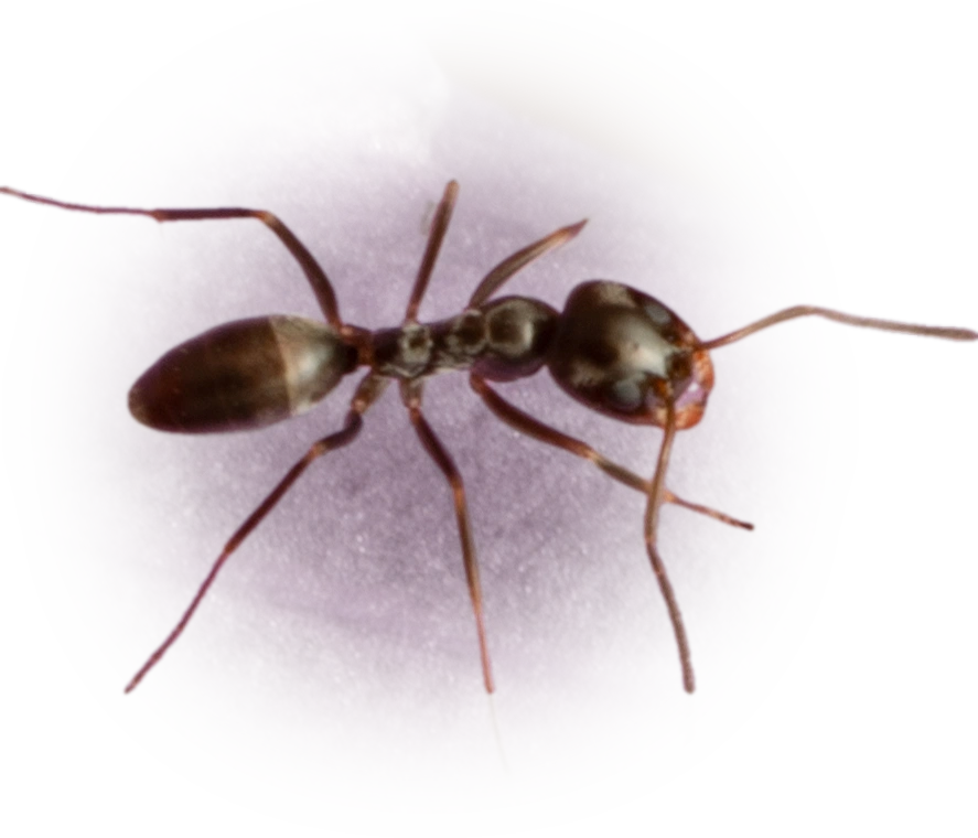 Scientific illustration of Dorymyrmex insanus (Crazy Pyramid Ant) - showing key identification features including head, thorax, and gaster.