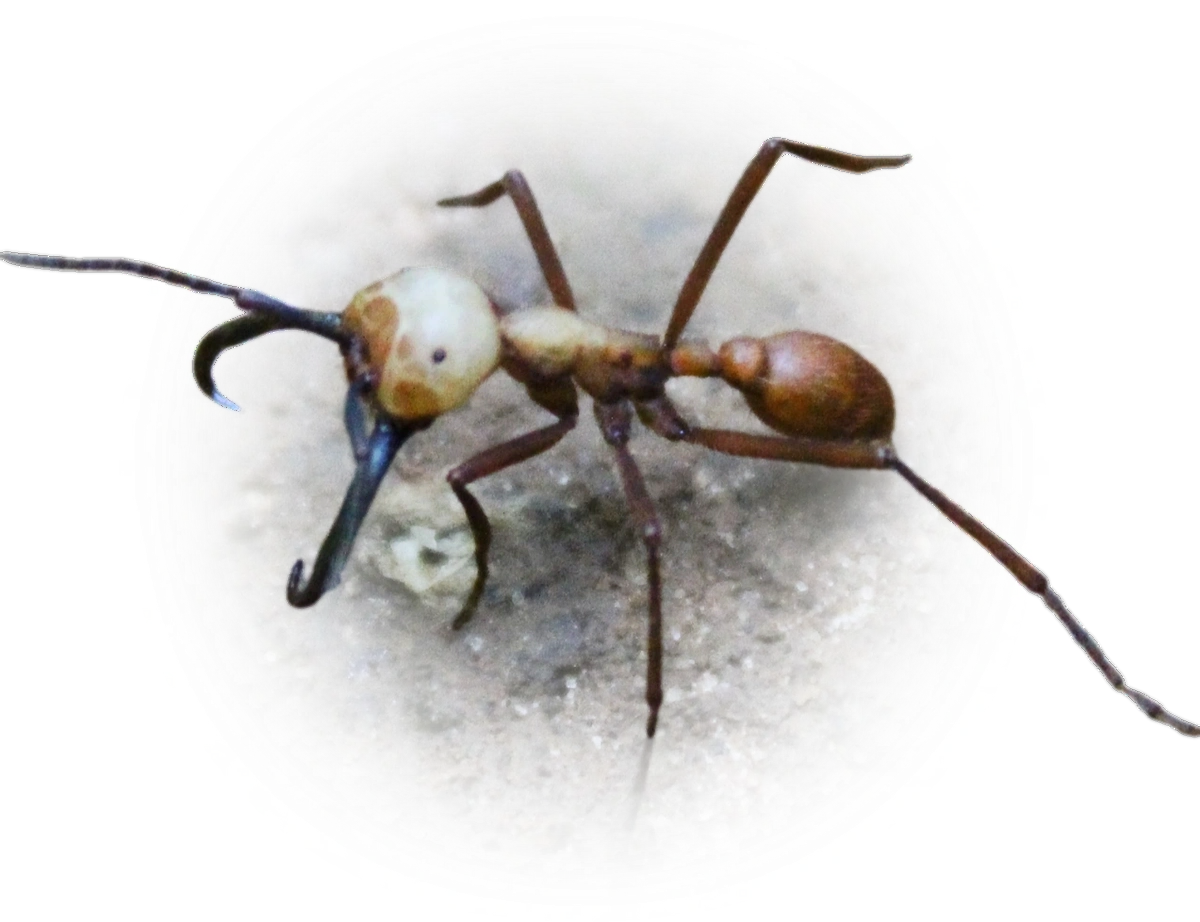 Scientific illustration of Eciton burchellii (Burchell's Army Ant) - showing key identification features including head, thorax, and gaster.