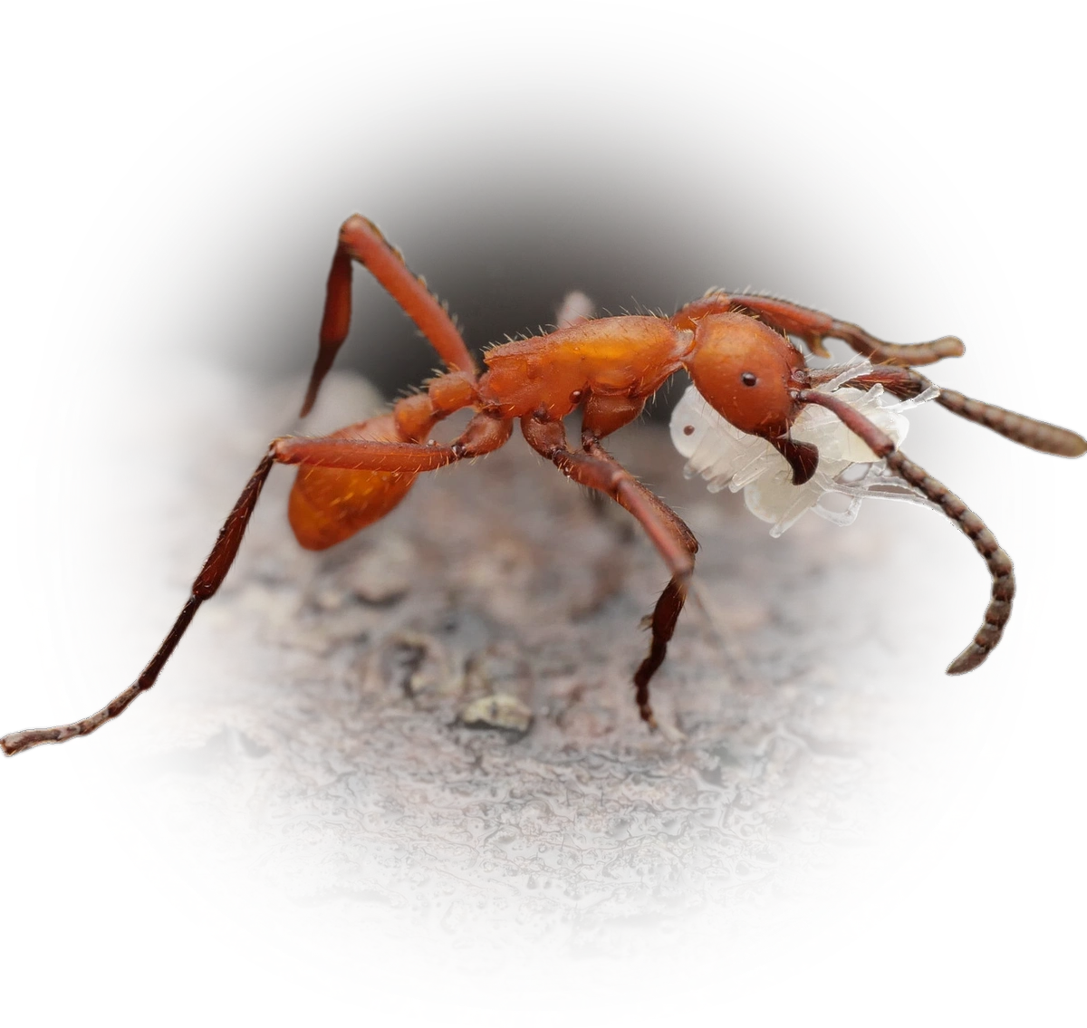 Scientific illustration of Eciton hamatum ant - showing key identification features including head, thorax, and gaster.