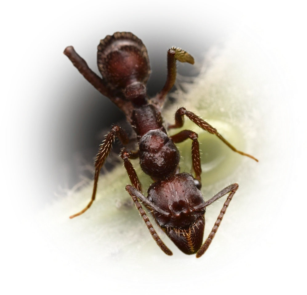 Scientific illustration of Ectatomma brunneum ant - showing key identification features including head, thorax, and gaster.