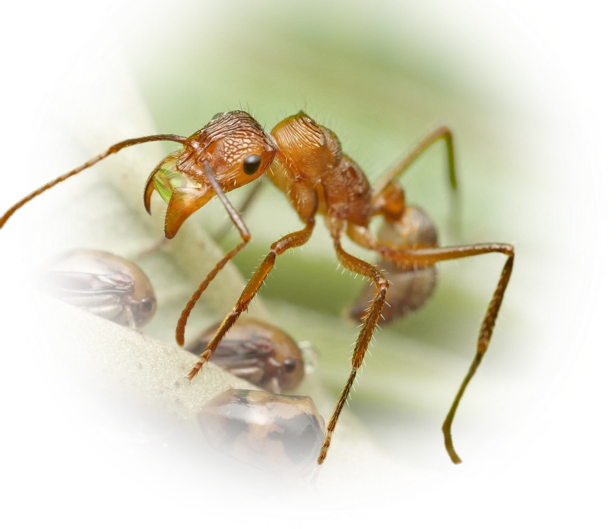 Scientific illustration of Ectatomma tuberculatum ant - showing key identification features including head, thorax, and gaster.