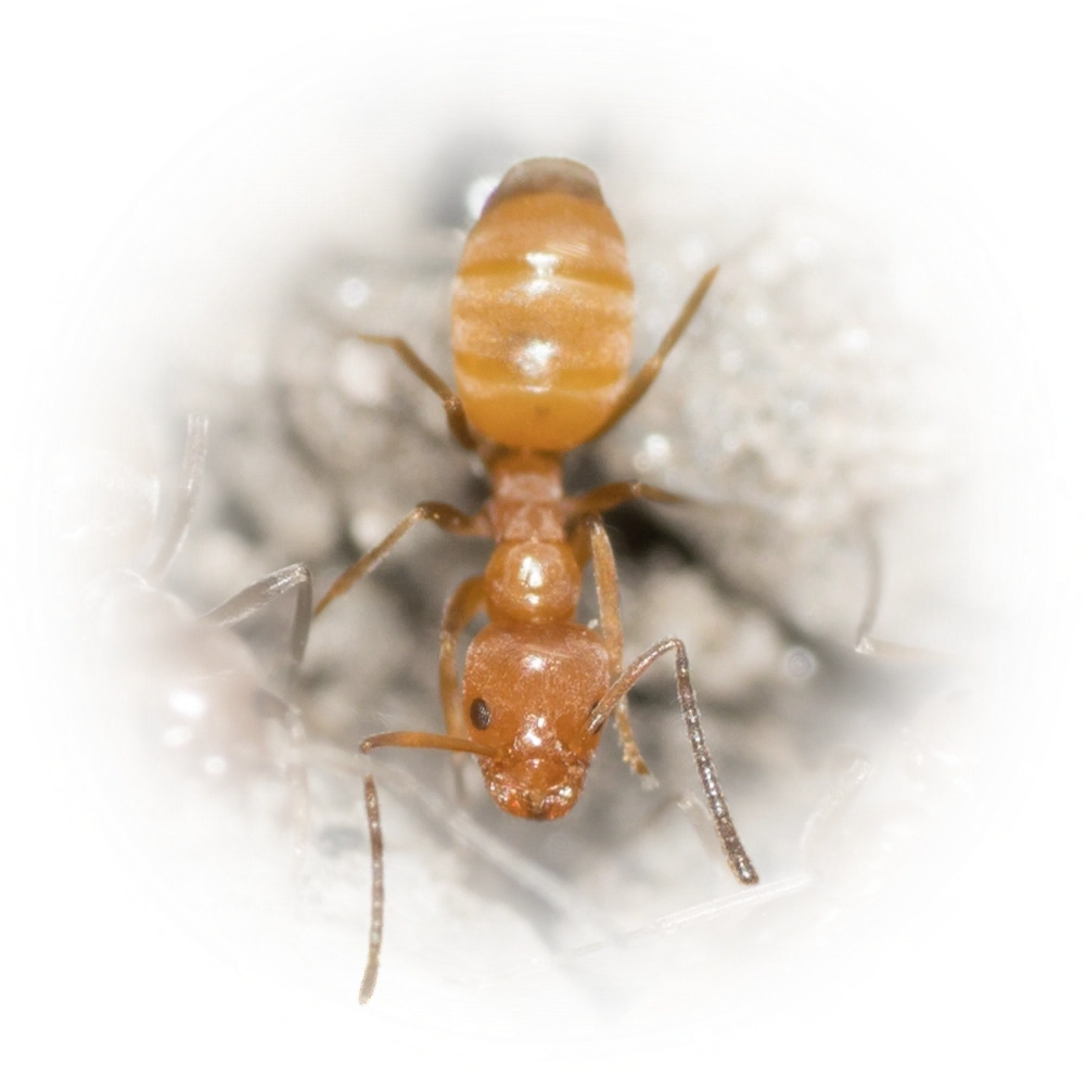 Scientific illustration of Forelius pruinosus (High Noon Ant) - showing key identification features including head, thorax, and gaster.
