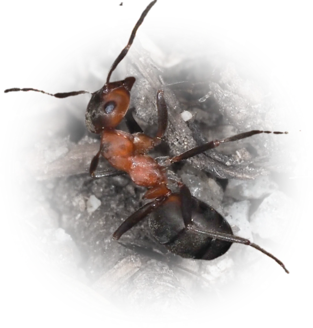 Scientific illustration of Formica aquilonia (Scottish Wood Ant) - showing key identification features including head, thorax, and gaster.