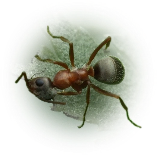 Scientific illustration of Formica cinerea ant - showing key identification features including head, thorax, and gaster.