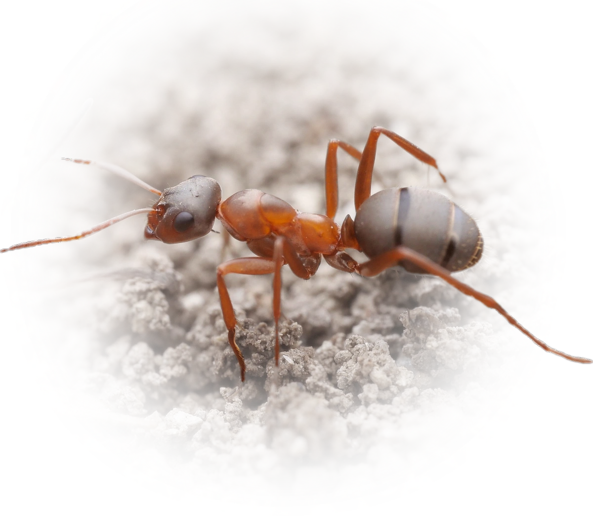 Scientific illustration of Formica clara ant - showing key identification features including head, thorax, and gaster.