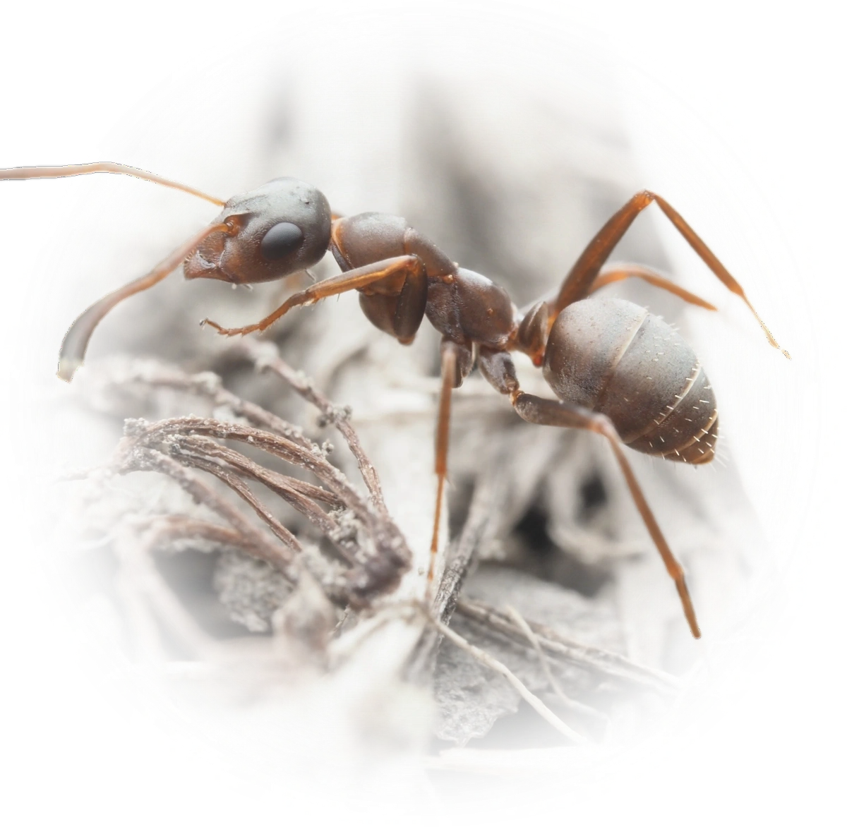 Scientific illustration of Formica cunicularia ant - showing key identification features including head, thorax, and gaster.