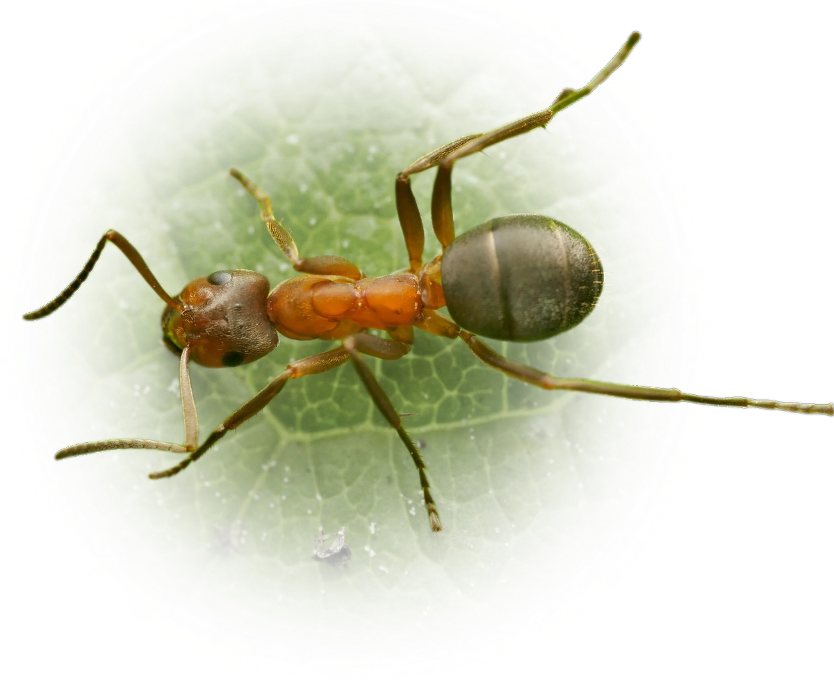 Scientific illustration of Formica exsecta (Narrow-headed Wood Ant) - showing key identification features including head, thorax, and gaster.