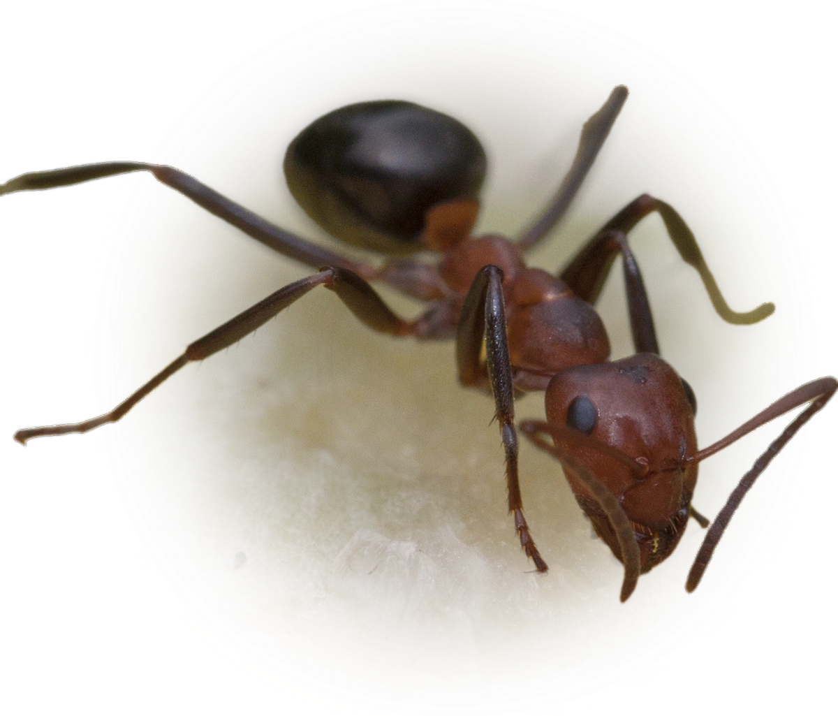 Scientific illustration of Formica exsectoides (Allegheny Mound Ant) - showing key identification features including head, thorax, and gaster.