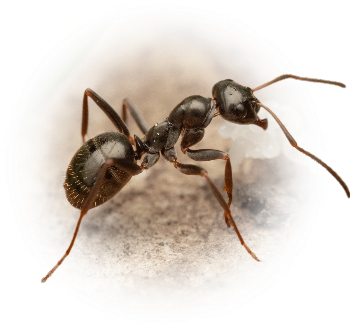 Scientific illustration of Formica gagates ant - showing key identification features including head, thorax, and gaster.