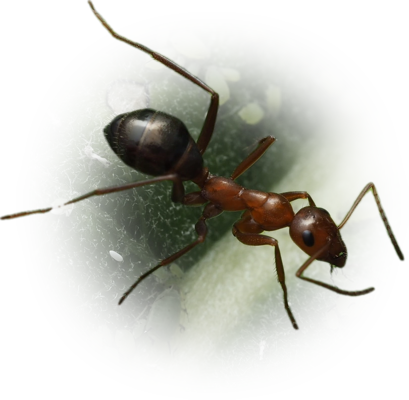 Scientific illustration of Formica incerta (Uncertain Field Ant) - showing key identification features including head, thorax, and gaster.