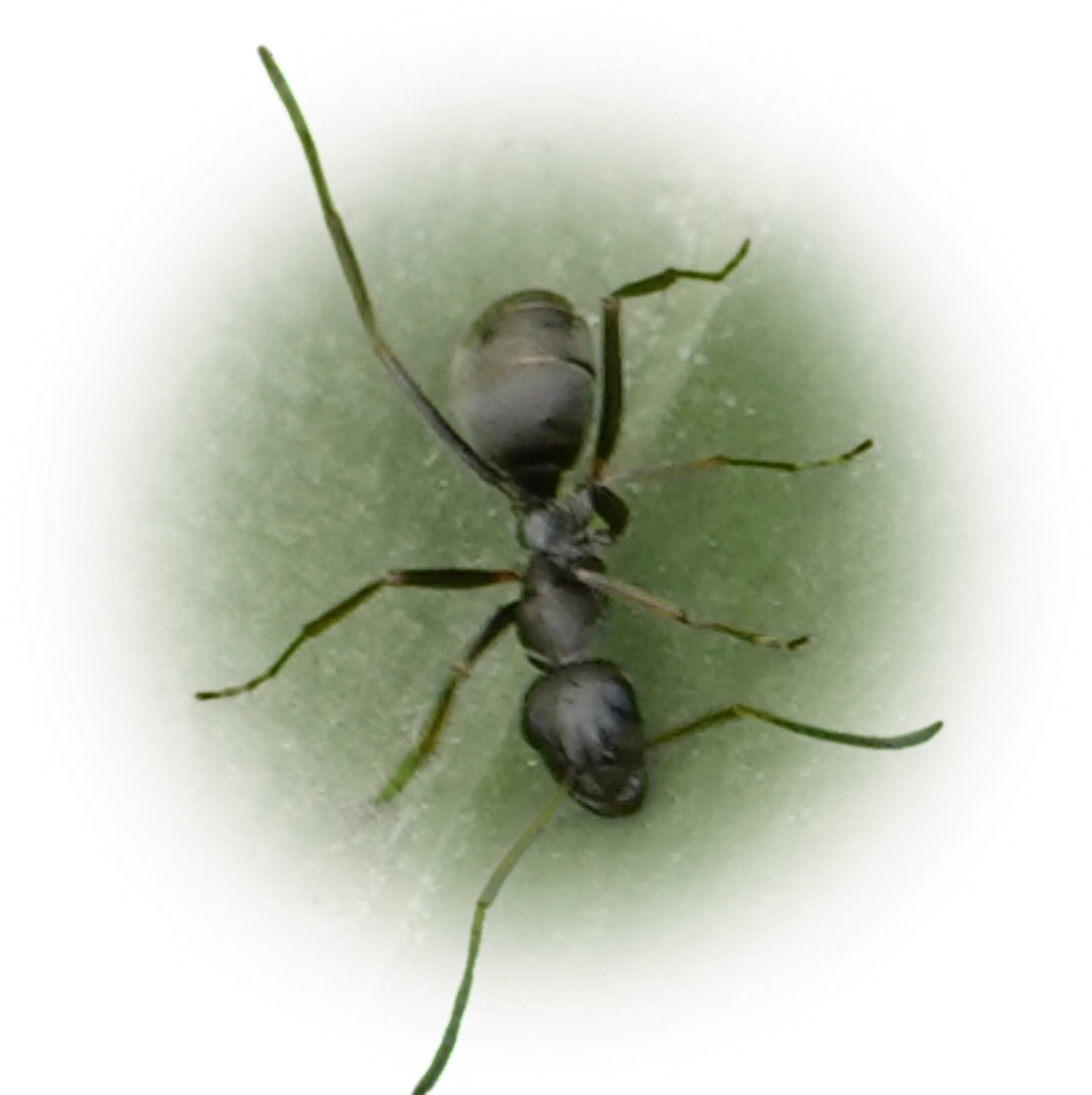 Scientific illustration of Formica japonica (Japanese Wood Ant) - showing key identification features including head, thorax, and gaster.