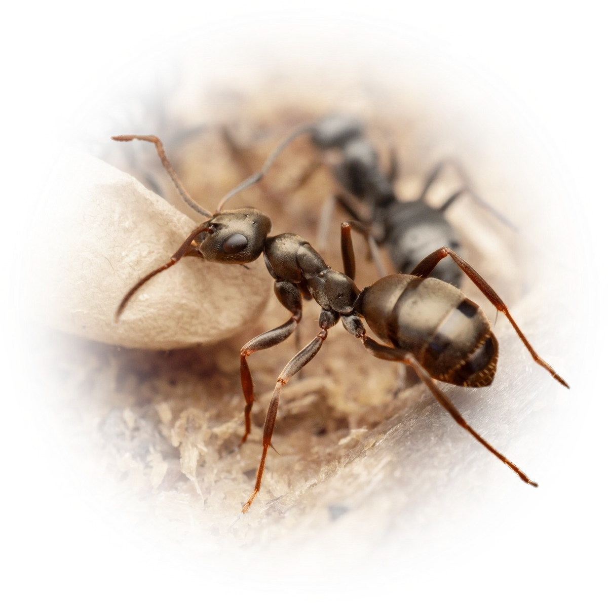 Scientific illustration of Formica lemani ant - showing key identification features including head, thorax, and gaster.