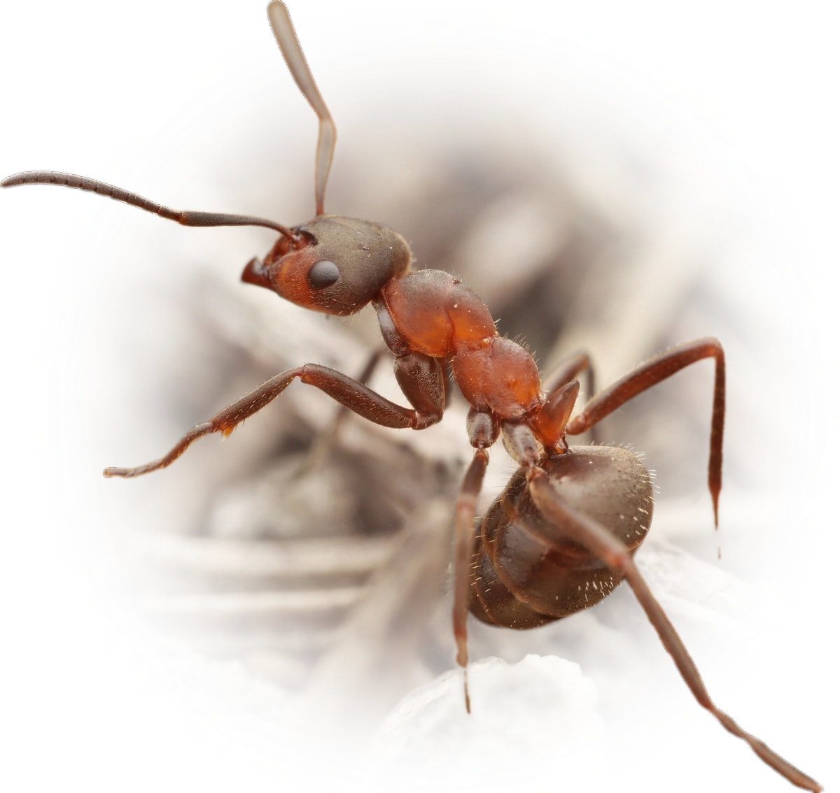 Scientific illustration of Formica lugubris (Hairy Wood Ant) - showing key identification features including head, thorax, and gaster.