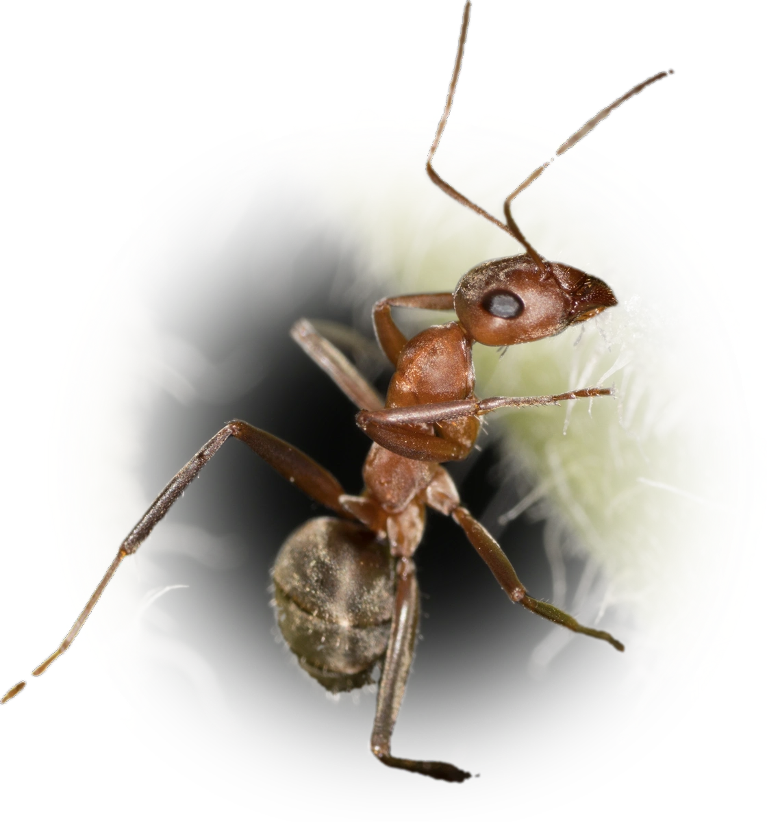 Scientific illustration of Formica moki ant - showing key identification features including head, thorax, and gaster.