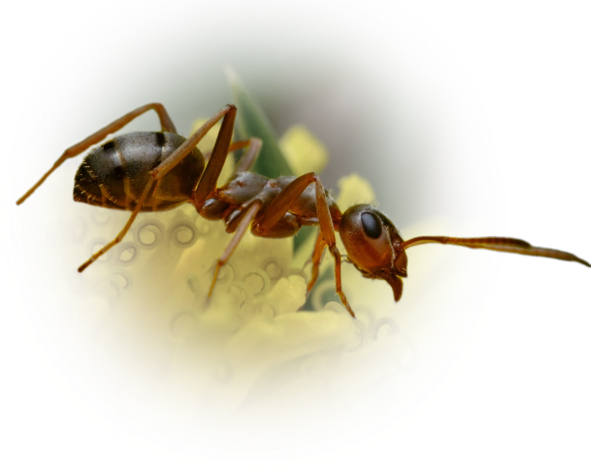 Scientific illustration of Formica montana (Prairie Mound Ant) - showing key identification features including head, thorax, and gaster.