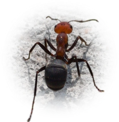Scientific illustration of Formica obscuripes (Western Thatching Ant) - showing key identification features including head, thorax, and gaster.