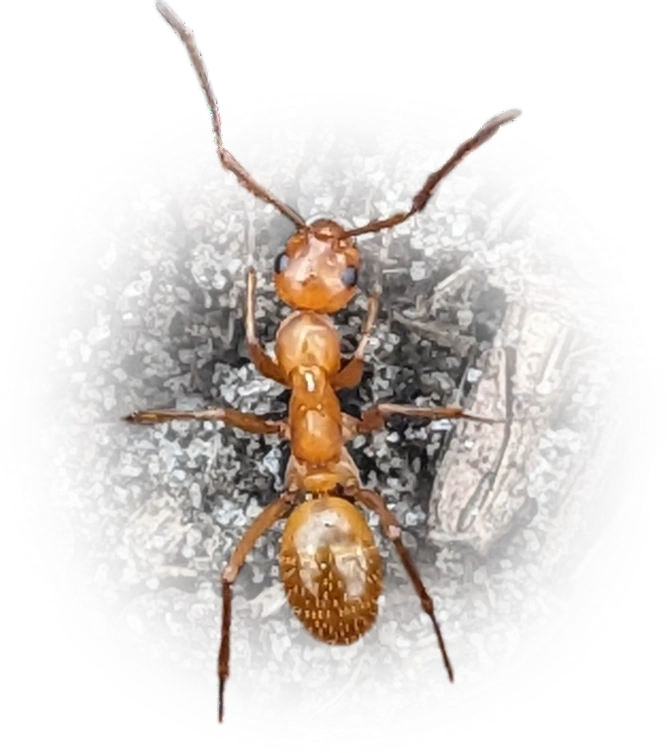 Scientific illustration of Formica pallidefulva (Variable Field Ant) - showing key identification features including head, thorax, and gaster.