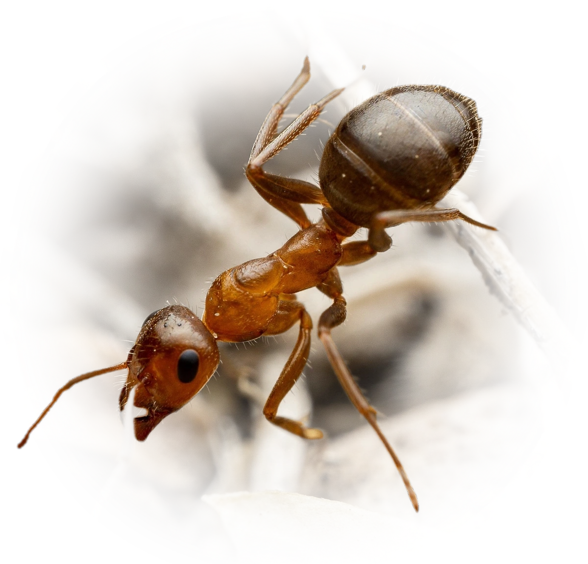 Scientific illustration of Formica perpilosa ant - showing key identification features including head, thorax, and gaster.