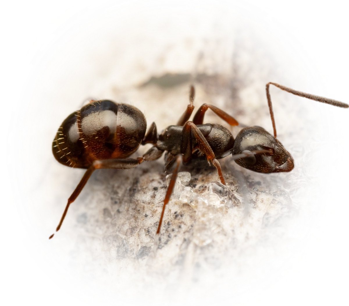 Scientific illustration of Formica picea (Black Bog Ant) - showing key identification features including head, thorax, and gaster.
