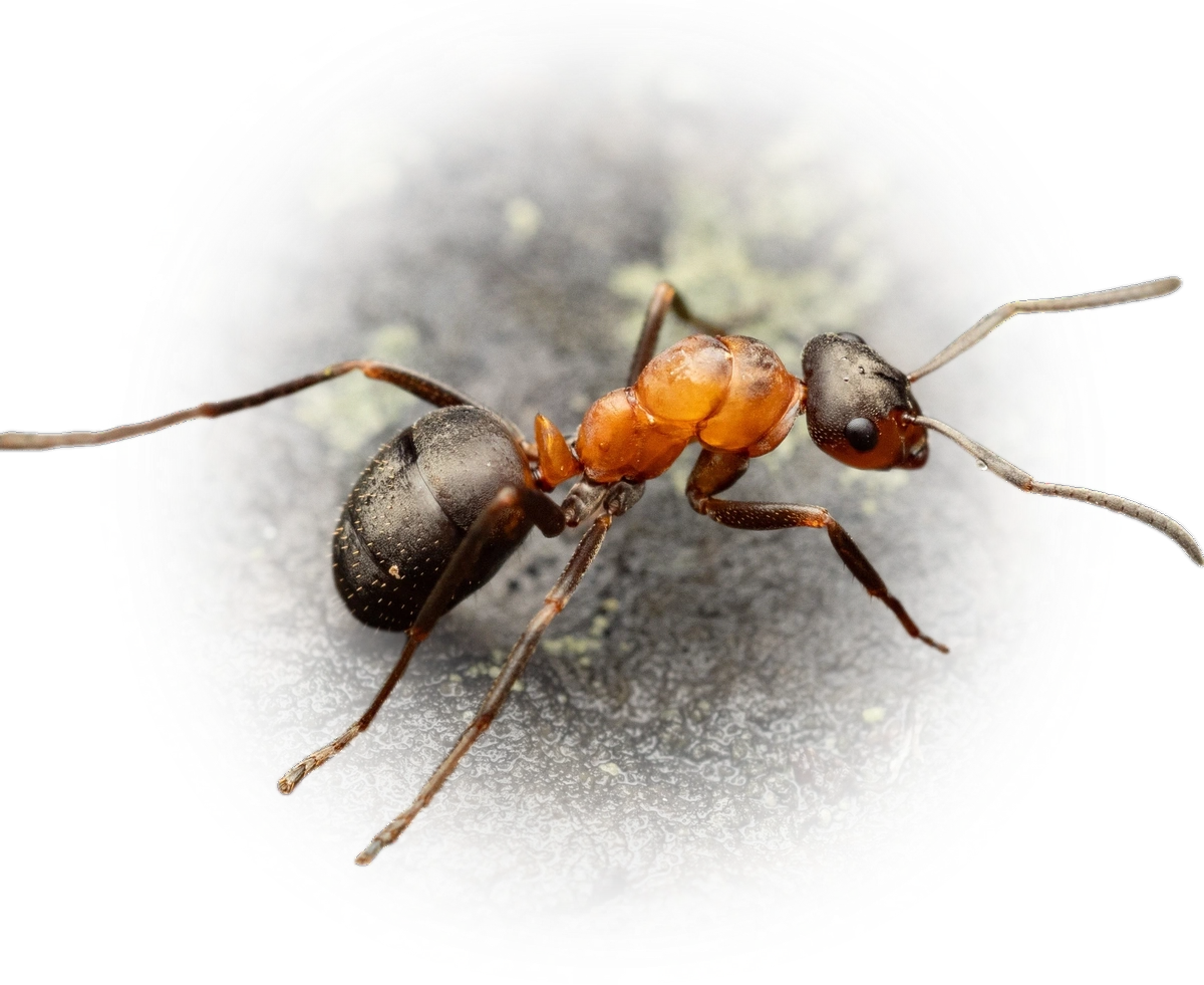 Scientific illustration of Formica polyctena ant - showing key identification features including head, thorax, and gaster.