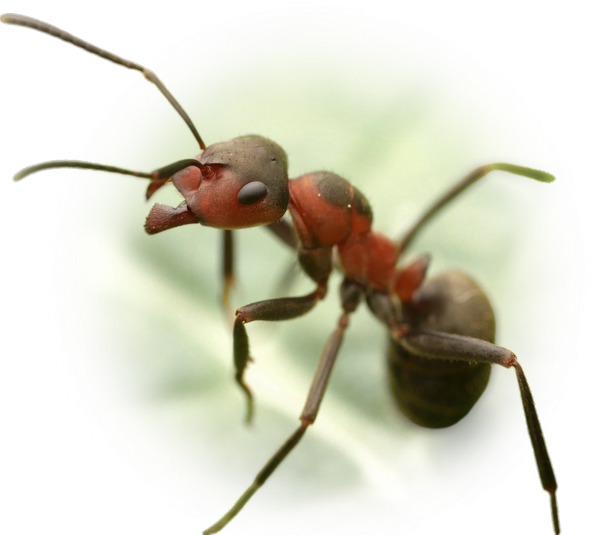 Scientific illustration of Formica pratensis (Black-backed meadow ant) - showing key identification features including head, thorax, and gaster.
