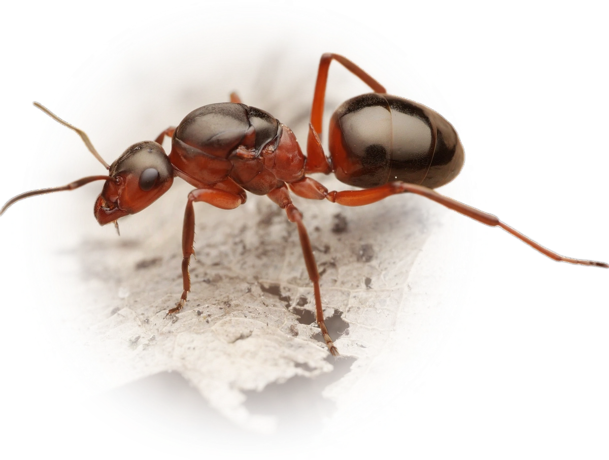 Scientific illustration of Formica rufa (Southern Wood Ant) - showing key identification features including head, thorax, and gaster.