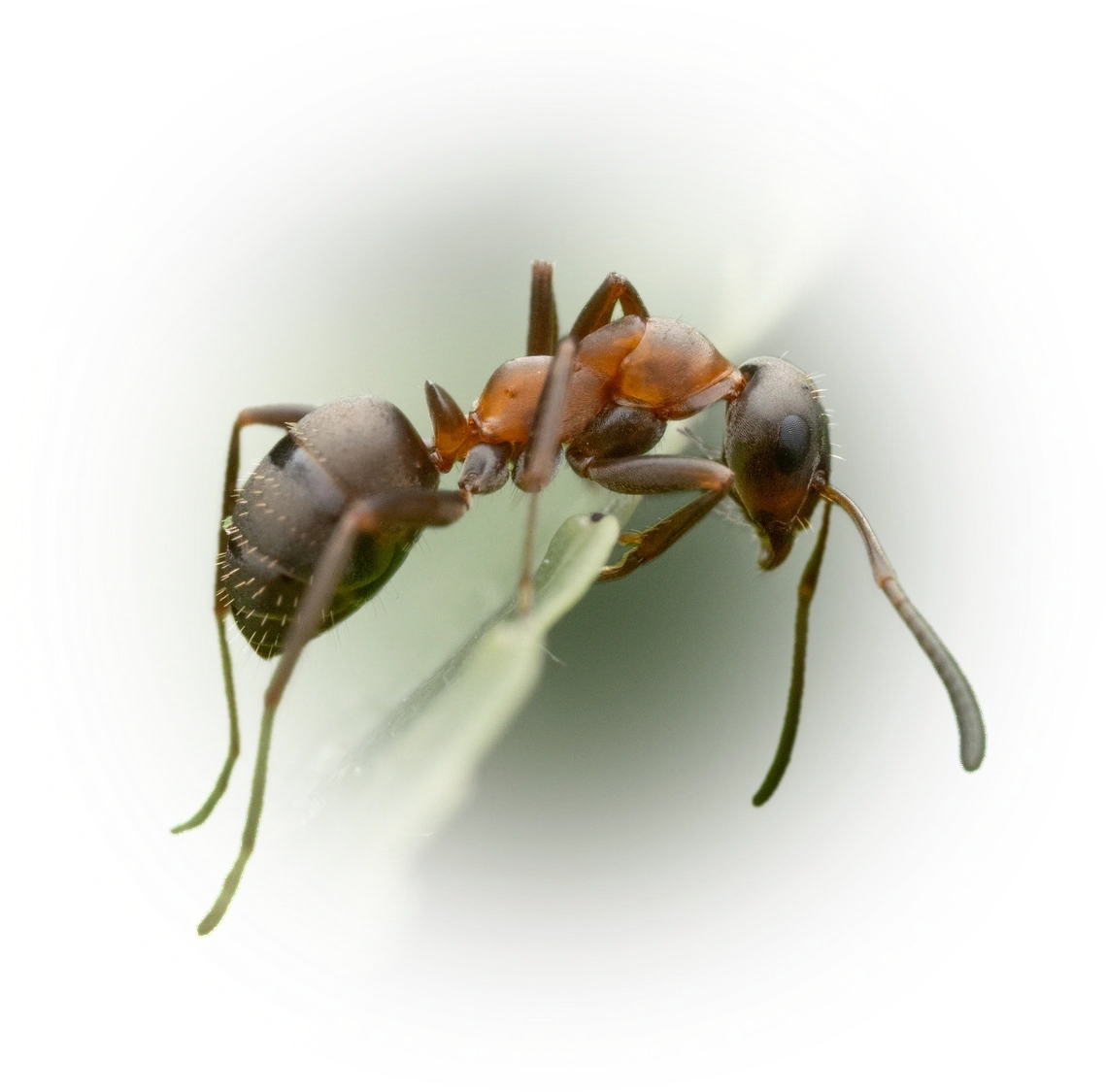 Scientific illustration of Formica rufibarbis (Red-barbed Ant) - showing key identification features including head, thorax, and gaster.