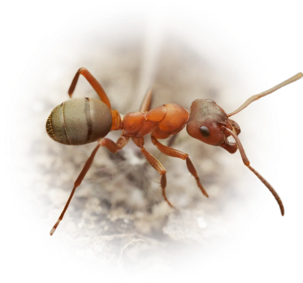 Scientific illustration of Formica sanguinea (Blood-red Field Ant) - showing key identification features including head, thorax, and gaster.