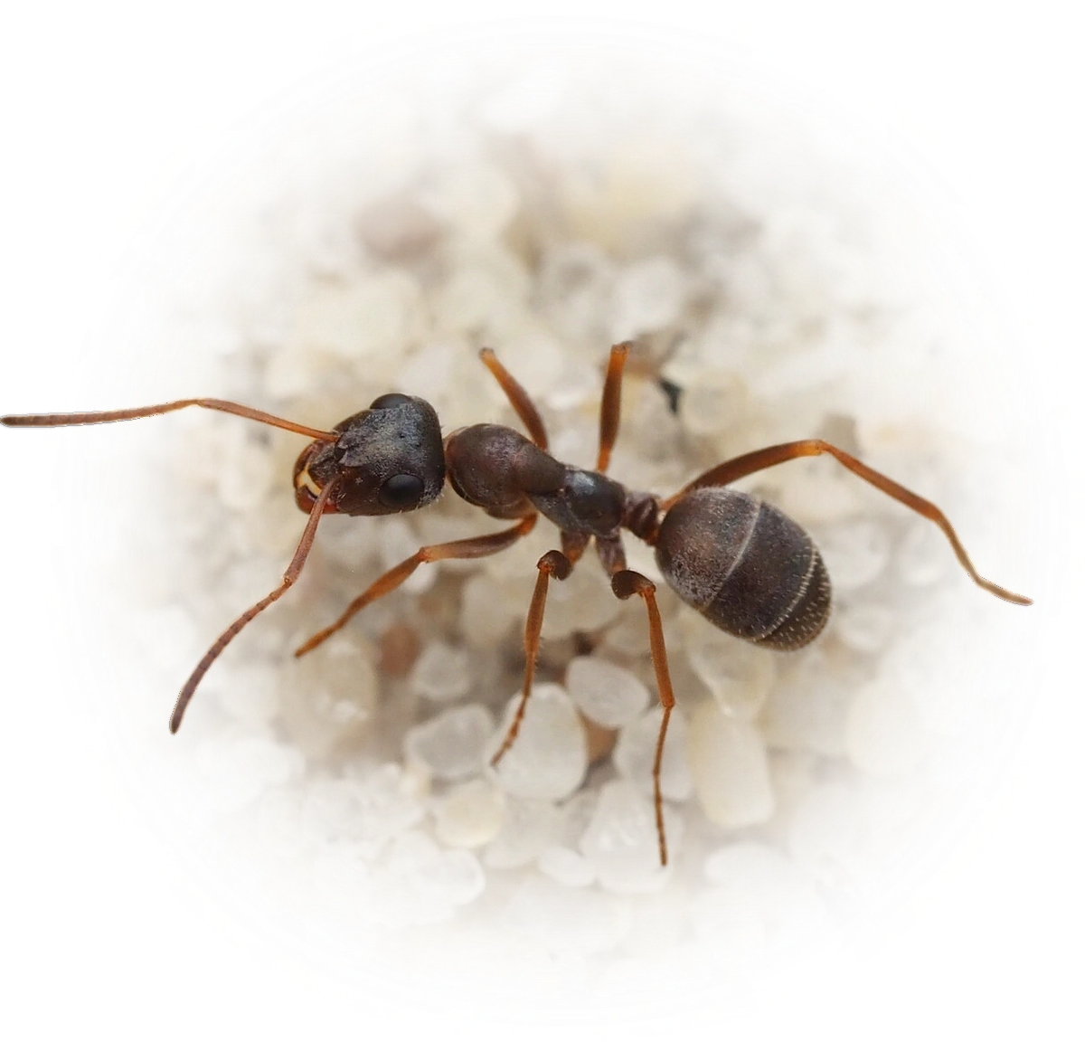 Scientific illustration of Formica selysi ant - showing key identification features including head, thorax, and gaster.