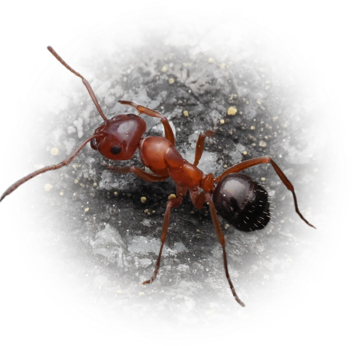 Scientific illustration of Formica subpolita ant - showing key identification features including head, thorax, and gaster.